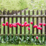 Red tulips at garden fence