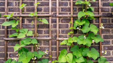 Runner bean plants climbing on a wooden trellis