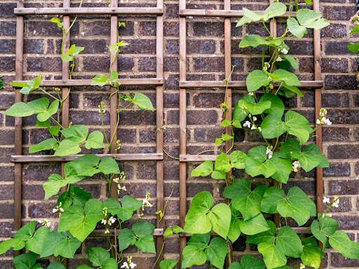 Runner bean plants climbing on a wooden trellis