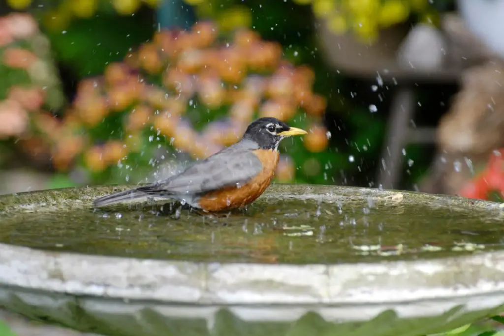 Bird bath