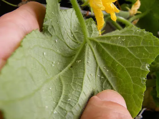 animals lay eggs on plants, preventing growth