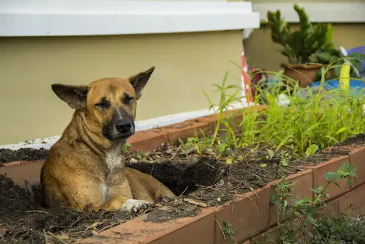 What will keep dogs outlet out of flower beds