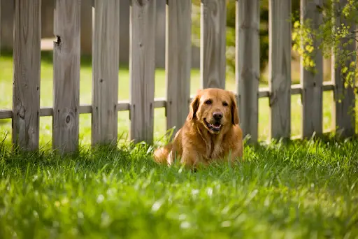 Labrador lying on lawn by fence
