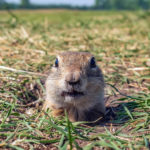 Gopher on the lawn is peeking out of his hole. Close-up