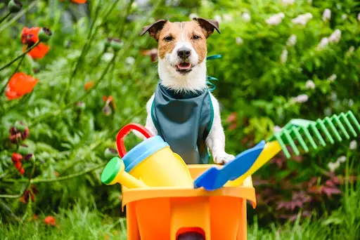 Dog wearing green apron and leaning on wheelbarrow with garden tools