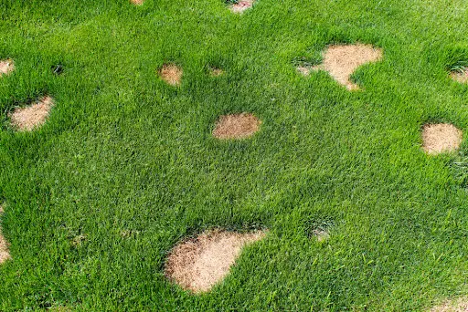 Grass with brown patches.
