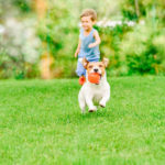 Dog with ball in mouth runs from kid playing chase game on summer lawn
