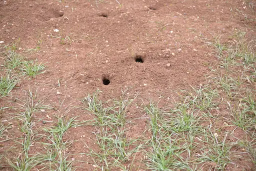 Mouse hole in the ground. Field rats are harming eating crops.