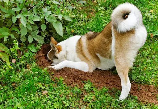 Best way to keep dogs outlet out of flower beds