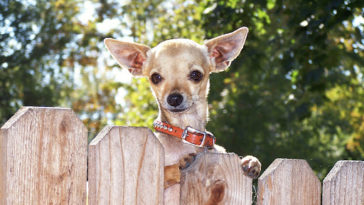 a cute chihuahua looking over a fence