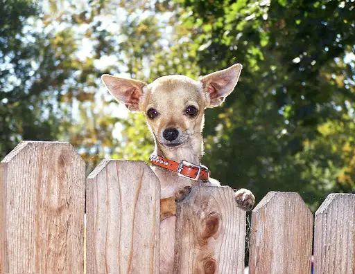 Semi wireless dog outlet fence