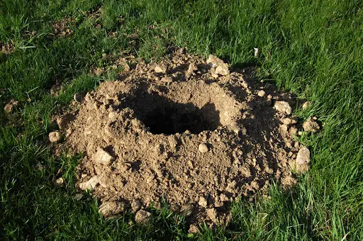 gopher/groundhog hole in lawn