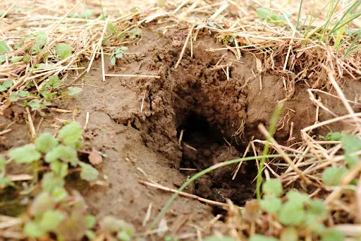Vole Nesting Burrow Hole in Yard