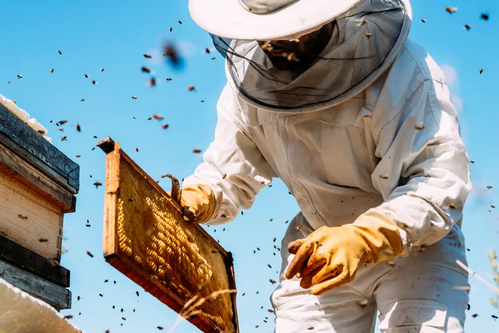 Beekeeper working with bees