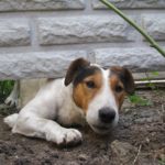 The dog is trying to crawl under the fence.