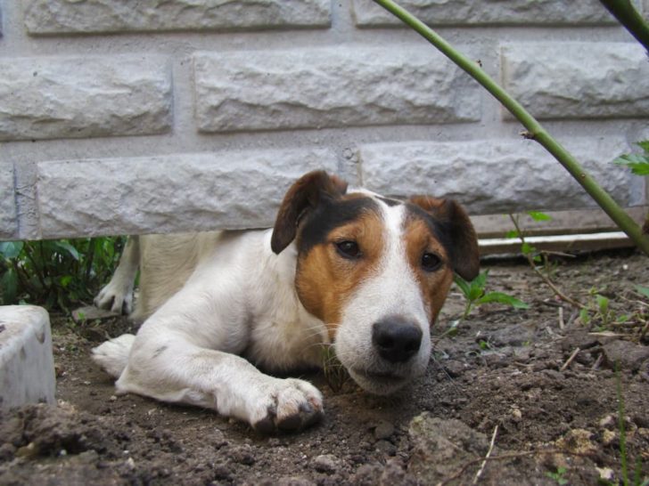 How To Keep Your Dog From Digging Under Your Fence 10 Solutions