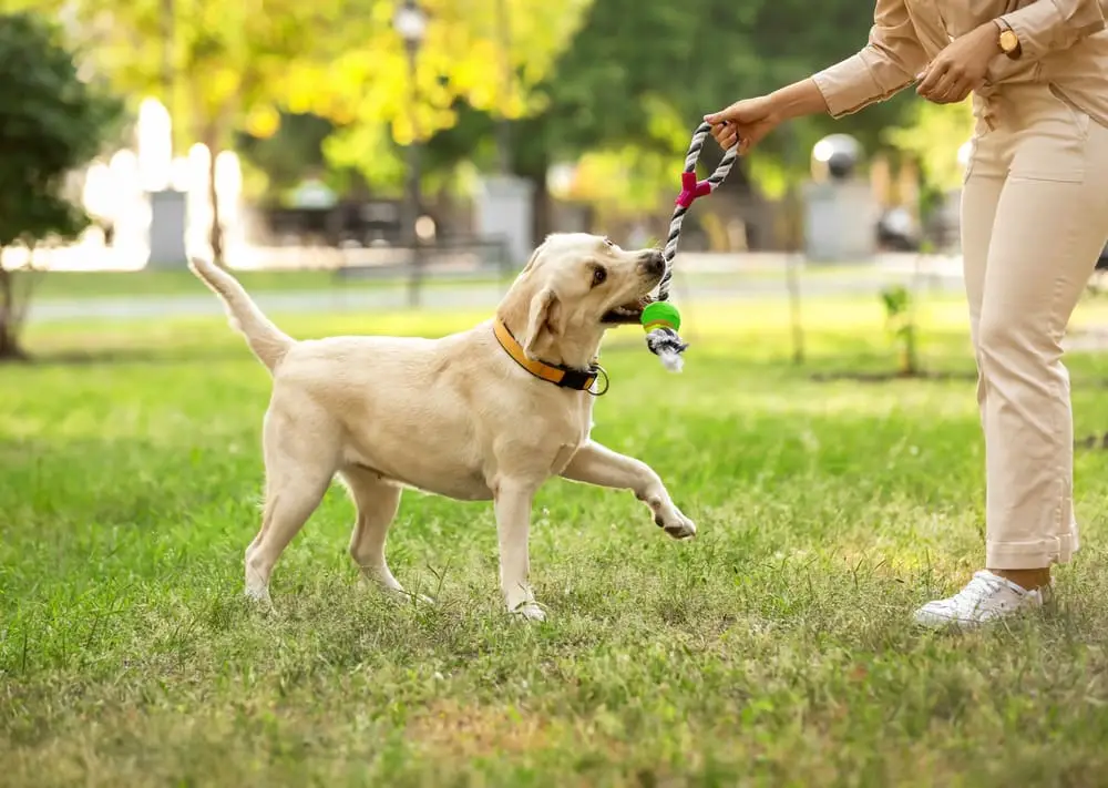Woman playing with her dog at the park
