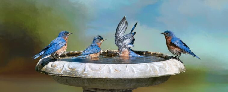 Eastern bluebirds frolicking in bird bath