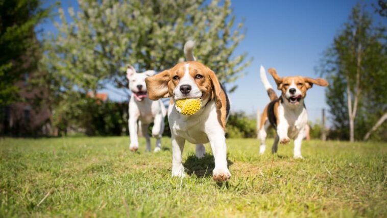 Group of puppies playing with ball outside