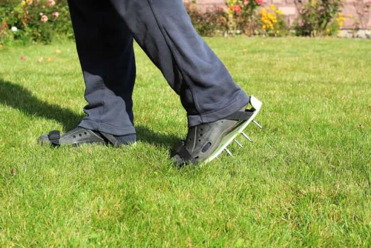 Man walking on lawn wearing spiked aerator shoes