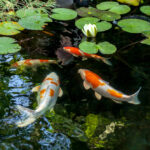 Colorful-koi-fish-in-a-pond