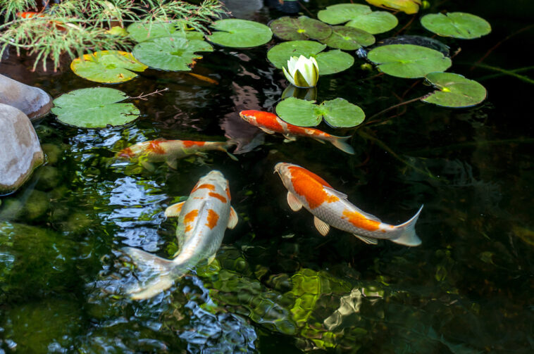 Colorful-koi-fish-in-a-pond