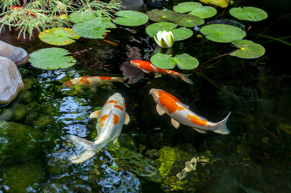 Colorful-koi-fish-in-a-pond