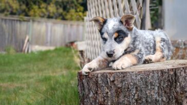 Puppy-sitting-on-an-old-tree-stump