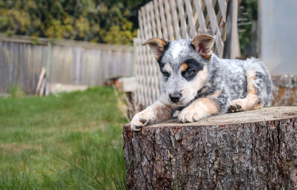 Puppy-sitting-on-an-old-tree-stump