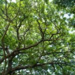 Big-green-tree-branches