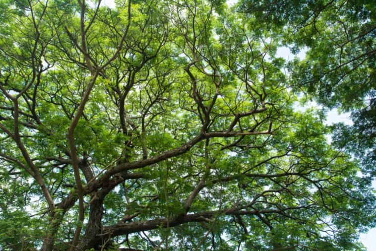 Big-green-tree-branches