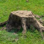 Dead-tree-stump-in-a-grass-field