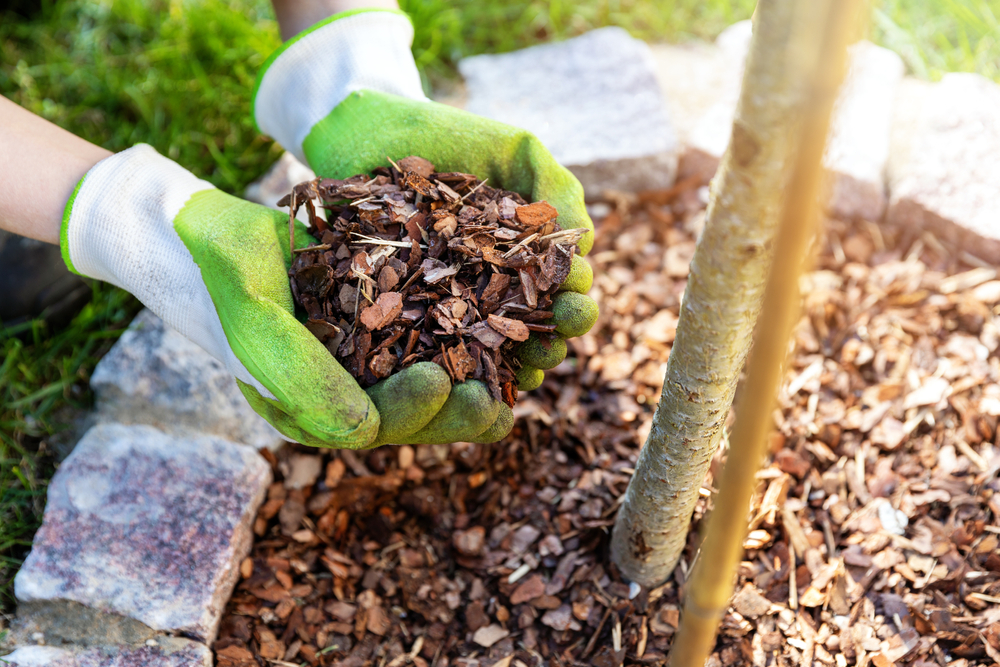 Gardener-placing-mulch-in-a-flower-bed.