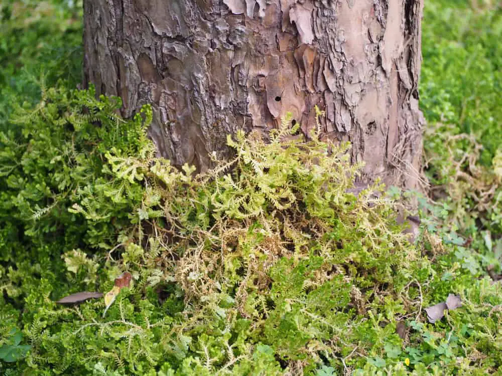 How to Make a Tree Stump Rot Fast