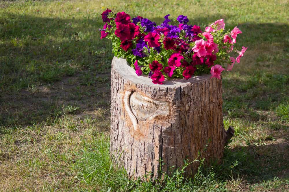 Tree-stump-with-flower-covering-the-top